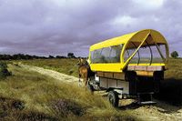 Pferdekutsche auf der Insel Hiddensee